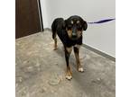 Adopt Riot a Labrador Retriever / Mixed dog in LAFAYETTE, LA (41470763)