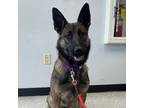 Adopt Cassie a Belgian Malinois / Mixed dog in Des Moines, IA (41470834)