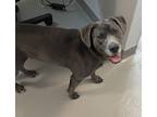 Adopt Lucio - Bonded With Lakeith a Labrador Retriever / Mixed dog in Des