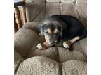 Adopt Chance a Black - with Tan, Yellow or Fawn Hound (Unknown Type) / Mixed dog