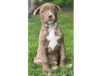 Adopt Sam a Brown/Chocolate - with White Pit Bull Terrier / Labrador Retriever /