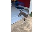 Adopt Kobe a Gray/Blue/Silver/Salt & Pepper American Pit Bull Terrier / Mixed