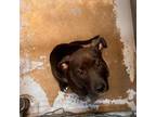 Adopt Lanta a Mixed Breed