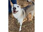 Adopt Gunner a Siberian Husky / Mixed dog in Lincoln, NE (41470810)