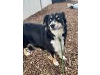 Adopt Maple a Australian Shepherd / Mixed dog in Lincoln, NE (41470809)