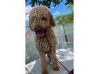 Adopt Rock - Camp Bow Wow a Labradoodle / Mixed dog in Lincoln, NE (41470808)