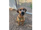Adopt Lily - Camp Bow Wow a Redbone Coonhound / Mixed dog in Lincoln