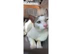 Adopt George a White (Mostly) Domestic Shorthair / Mixed (short coat) cat in