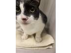 Adopt Mabellene a Domestic Shorthair / Mixed cat in Houston, TX (41470779)