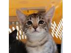 Adopt Brain a Domestic Shorthair / Mixed (short coat) cat in Houston