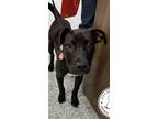 Adopt Marina a Black - with White American Staffordshire Terrier / Mixed dog in