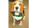 Adopt 43215 - King Lion a Beagle / Mixed dog in Ellicott City, MD (41470687)