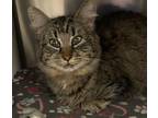 Adopt Portia a Domestic Shorthair / Mixed cat in Vancouver, WA (41470685)
