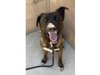 Adopt Rusty a German Shepherd Dog / Mixed dog in Monterey, CA (41470632)