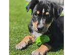 Adopt Rolly a Blue Heeler / Border Collie / Mixed dog in Santa Rosa