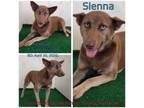 Adopt Sienna a Mixed Breed