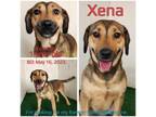 Adopt Xena a Mixed Breed