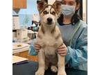 Adopt Hugo a Mixed Breed (Medium) / Mixed dog in Rancho Santa Fe, CA (41470598)