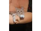 Adopt Cornflake a Orange or Red Tabby Domestic Shorthair / Mixed (short coat)