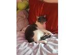 Adopt Pickles a Gray or Blue American Shorthair / Mixed (medium coat) cat in