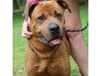 Adopt Ripley a Rottweiler, Mixed Breed