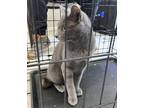 Adopt Blue* a Gray or Blue Russian Blue cat in Kingman, AZ (41470576)