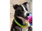 Adopt Franklin a Black German Shepherd Dog / Husky dog in Kingman, AZ (41470569)