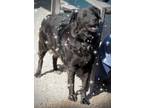 Adopt Twinkie* a Black Border Collie dog in Kingman, AZ (41470567)