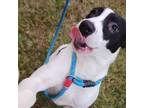 Adopt Pepper a Mixed Breed