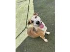 Adopt Honey a Tan/Yellow/Fawn - with White German Shepherd Dog / Mixed dog in