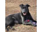 Adopt Maggie (Tinsel) a Mixed Breed