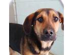 Adopt Braylie a Mixed Breed