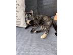 Adopt Lucky a Spotted Tabby/Leopard Spotted Tabby / Mixed (short coat) cat in