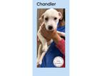 Adopt Chandler a White - with Tan, Yellow or Fawn Labrador Retriever / Blue