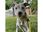 Adopt Sixlet a Pit Bull Terrier