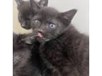 Adopt Brianna a Domestic Medium Hair