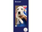 Adopt Boozer a White - with Tan, Yellow or Fawn Labrador Retriever / Blue Heeler