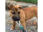 Adopt Ariat a Mixed Breed
