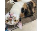 Adopt Aleida a Domestic Short Hair