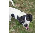 Adopt CADE a White - with Black Pointer / Beagle / Mixed dog in Parsippany