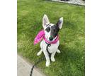 Adopt Domino a White - with Gray or Silver Australian Cattle Dog / Blue Heeler /