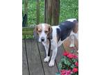 Adopt Ajax a Brown/Chocolate - with White Beagle / Basset Hound / Mixed dog in