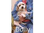Adopt Dolly a Poodle, Terrier