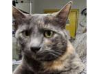 Adopt Jinx a American Shorthair