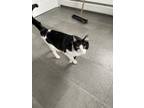 Adopt Oreo a Black & White or Tuxedo Domestic Shorthair / Mixed (medium coat)