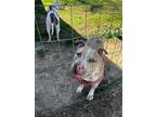 Adopt Queenie a Tan/Yellow/Fawn - with White American Pit Bull Terrier / Mixed