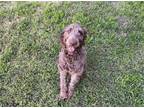 Adopt Frankie a Brown/Chocolate Labrador Retriever / Poodle (Standard) / Mixed