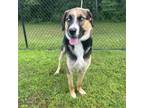 Adopt (Found) Avalon a Husky, Labrador Retriever