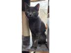 Adopt Rella a Gray or Blue Domestic Shorthair / Mixed (short coat) cat in Forest