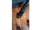 Adopt Ash a All Black Bombay / Mixed (short coat) cat in Jacksonville